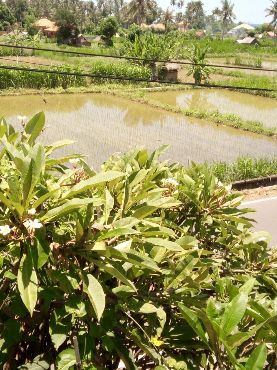 Mesari Homestay & Warung 아메드 외부 사진